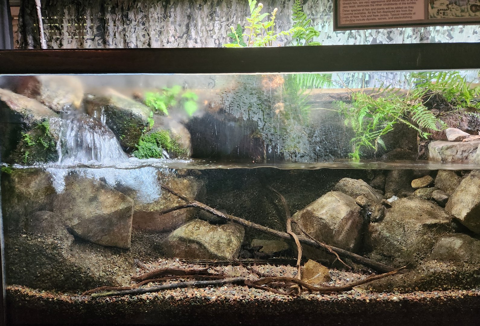 Cold Spring Harbor Fishery & Aquarium - Fast Stream exhibit front