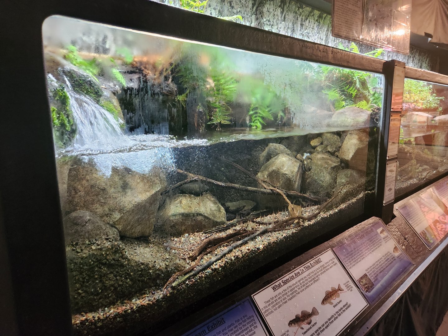 Cold Spring Harbor Fishery & Aquarium - Fast Stream fish exhibit