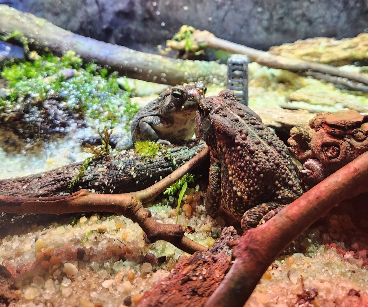 Cold Spring Harbor Fishery & Aquarium - Fowler's Toad
