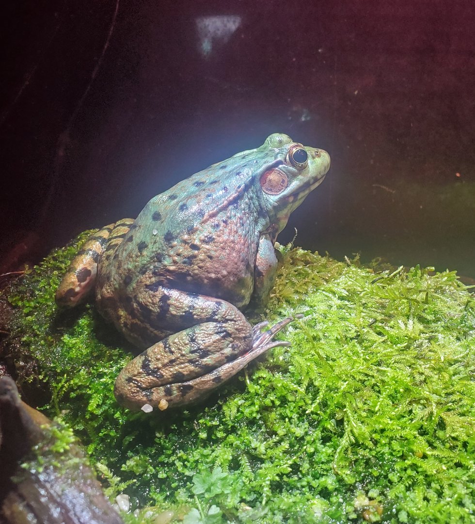 Cold Spring Harbor Fishery & Aquarium - Green Frog