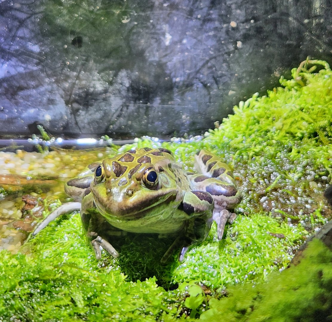 Cold Spring Harbor Fishery & Aquarium - Northern Leopard Frog