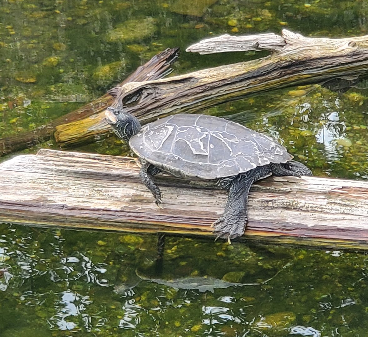 Cold Spring Harbor Fishery & Aquarium - Northern Map Turtle