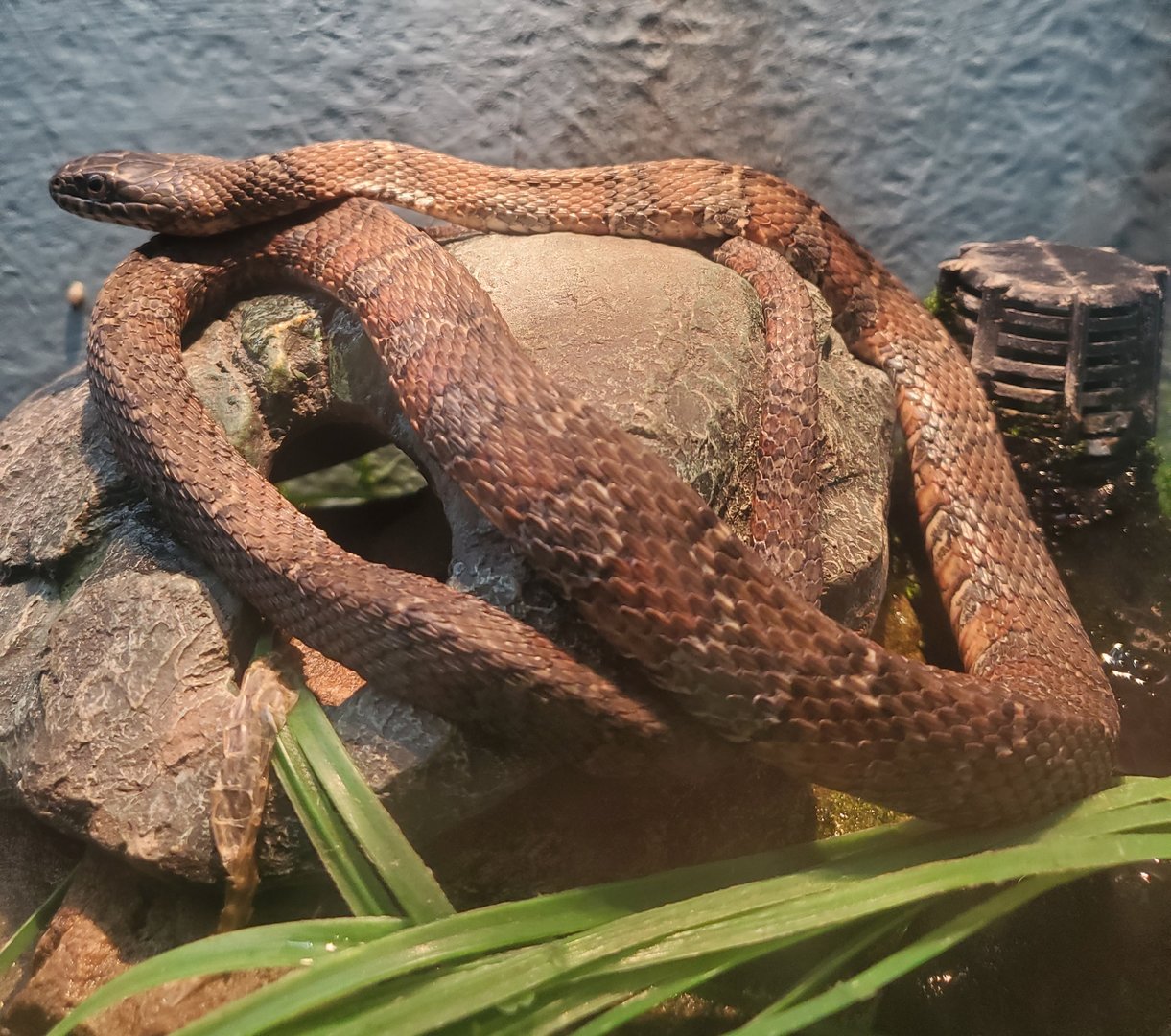 Cold Spring Harbor Fishery & Aquarium - Northern Water Snake