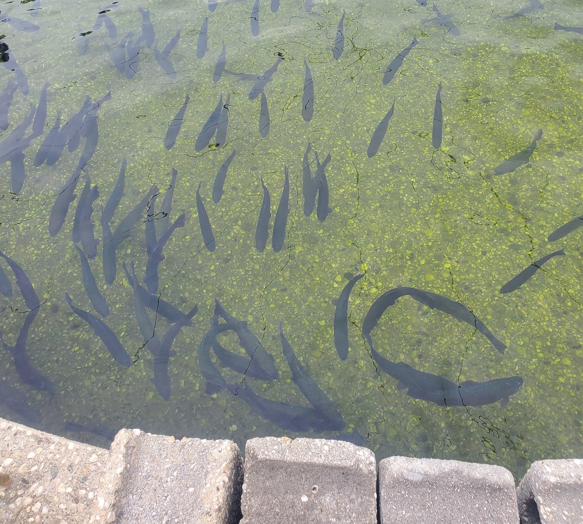 Cold Spring Harbor Fishery & Aquarium - Rainbow Trout pool