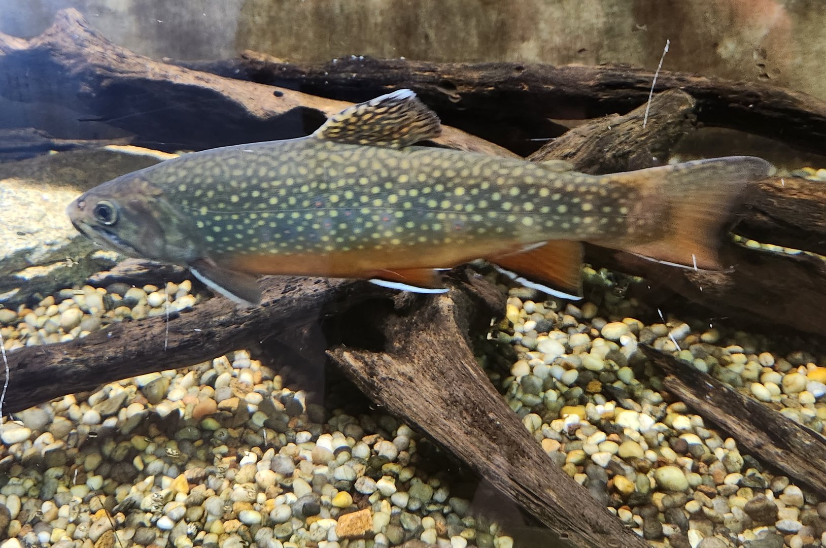 Cold Spring Harbor Fishery & Aquarium - Rainbow Trout