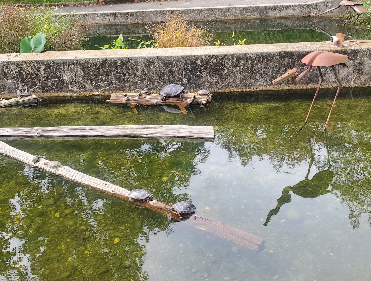Cold Spring Harbor Fishery & Aquarium - Redbelly & Painted Turtles