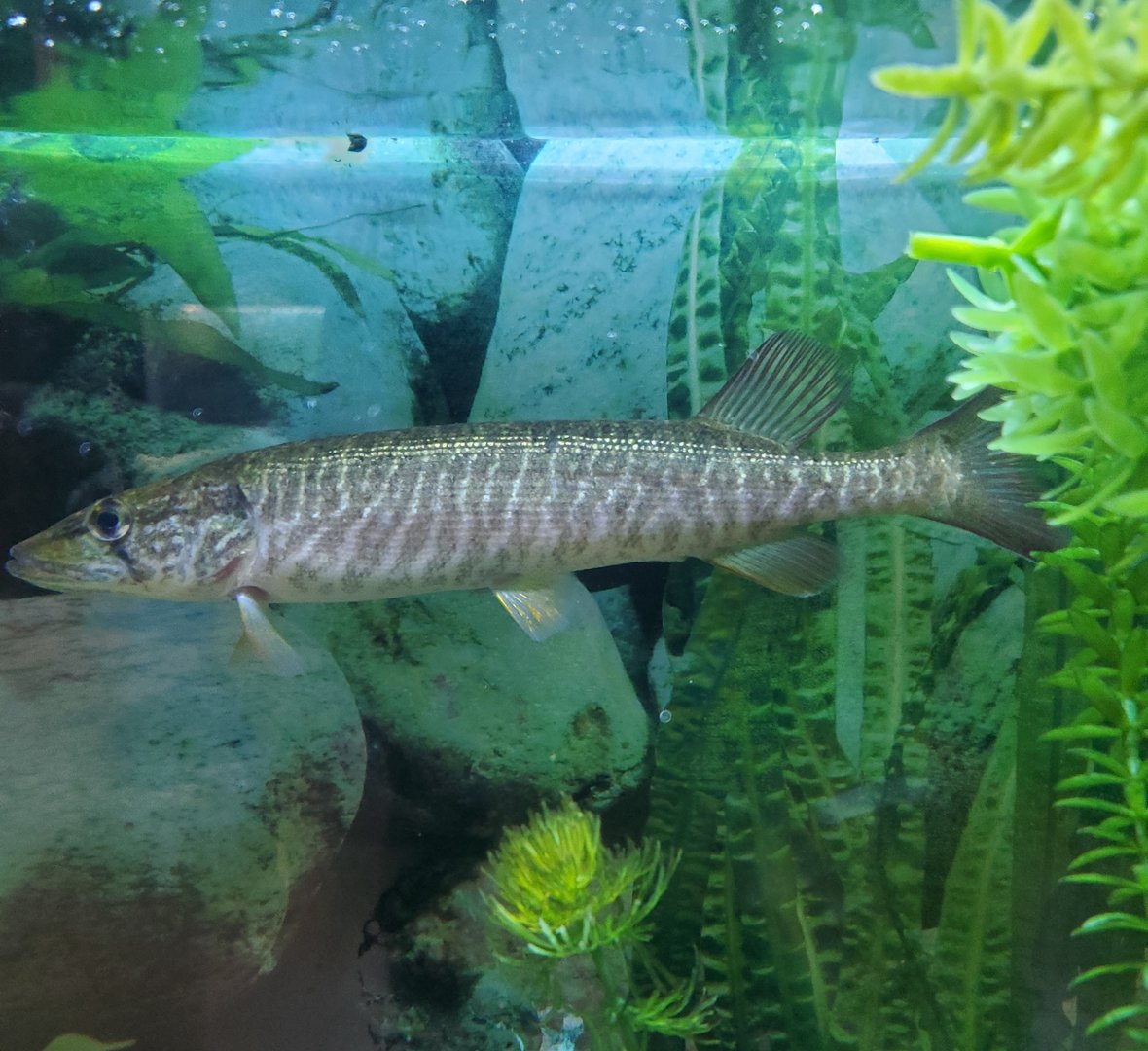Cold Spring Harbor Fishery & Aquarium - Redfin Pickerel