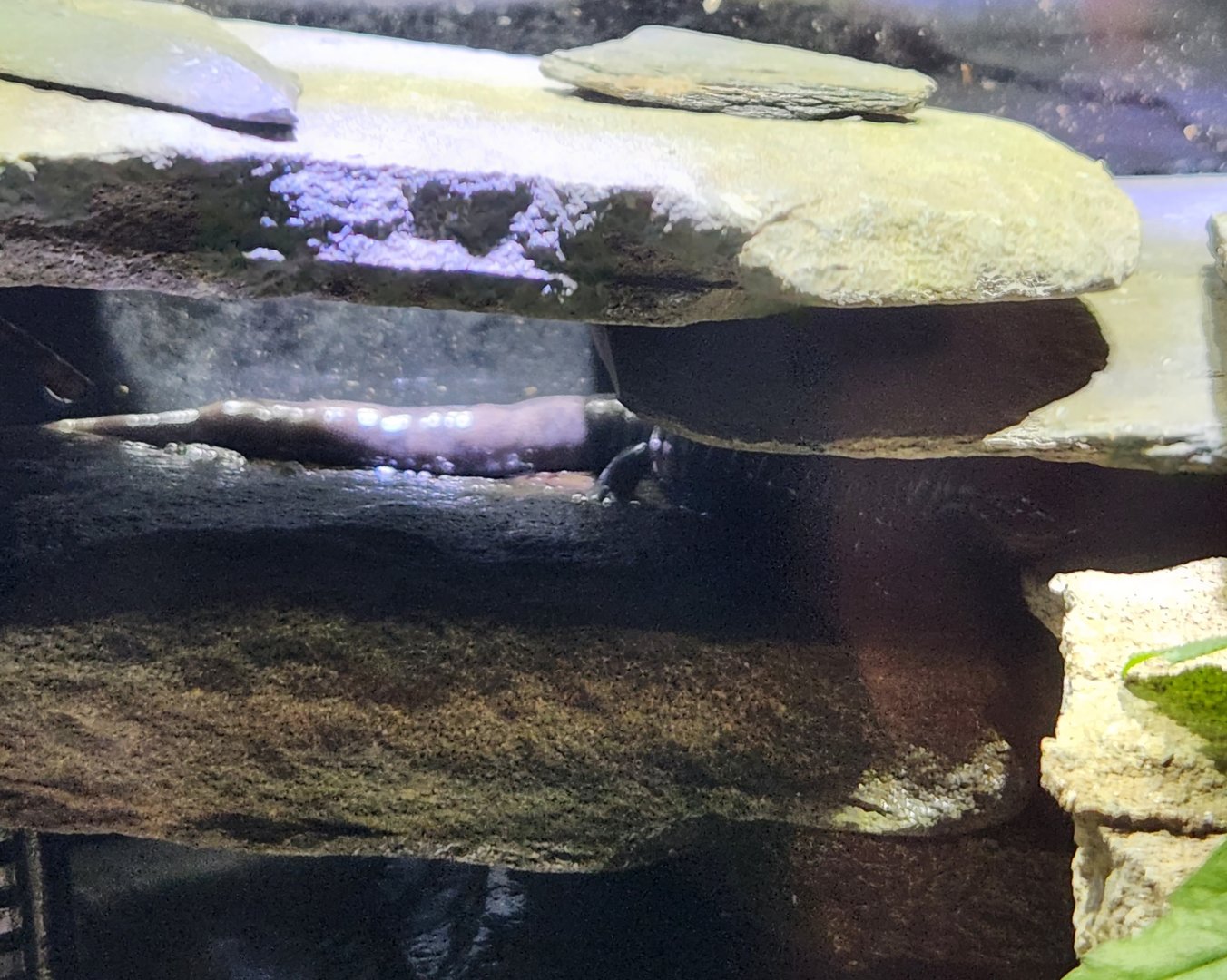 Cold Spring Harbor Fishery & Aquarium - Slimy Salamander