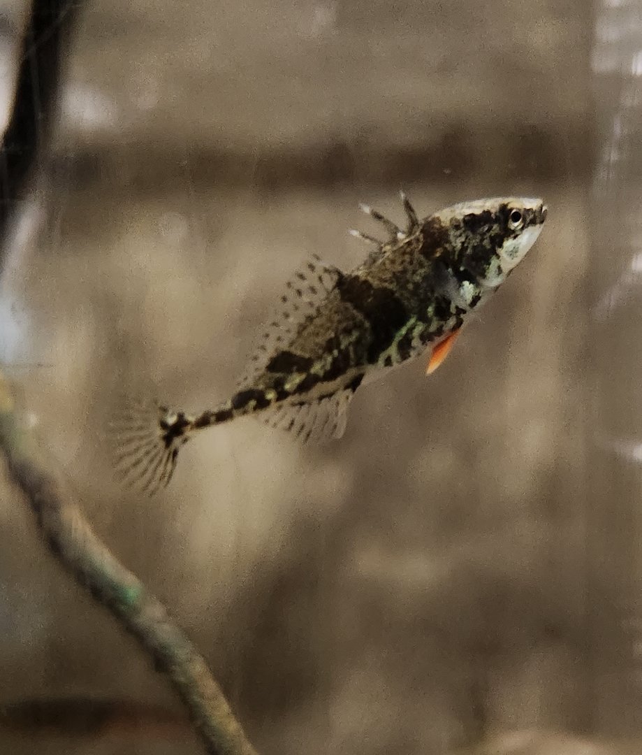 Cold Spring Harbor Fishery & Aquarium - Stickleback