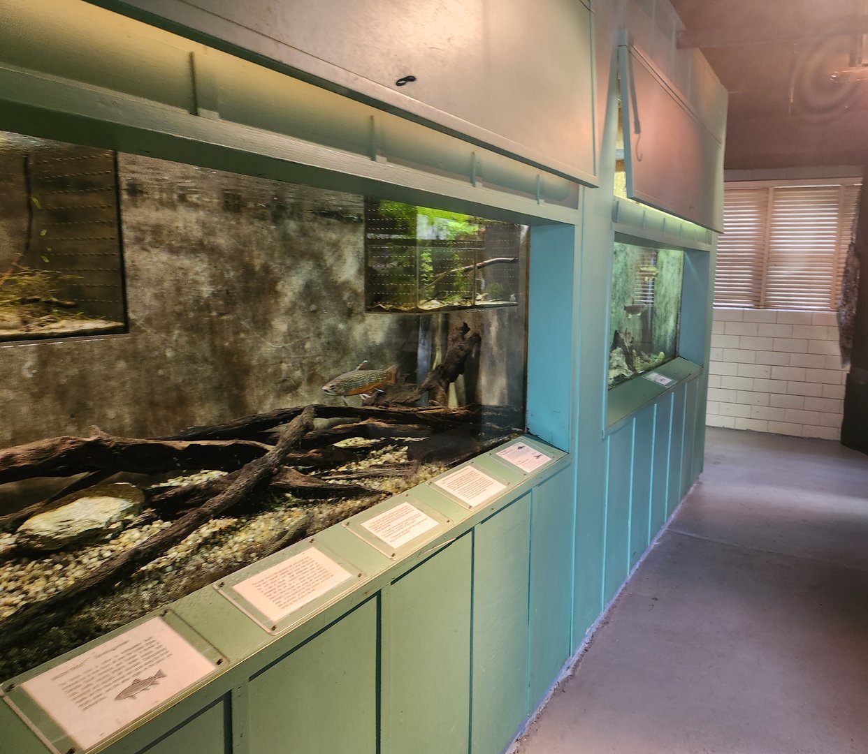 Cold Spring Harbor Fishery & Aquarium - Trout tanks