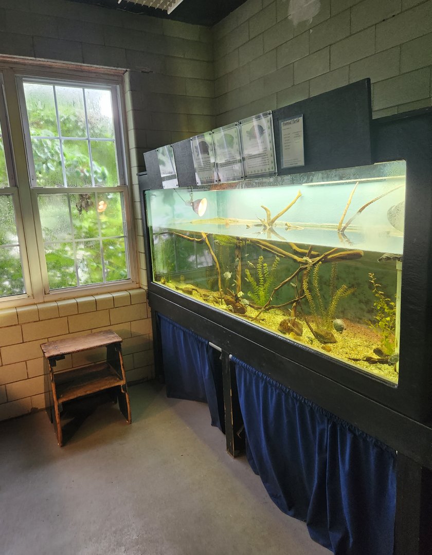 Cold Spring Harbor Fishery & Aquarium - Turtle hatchery tank