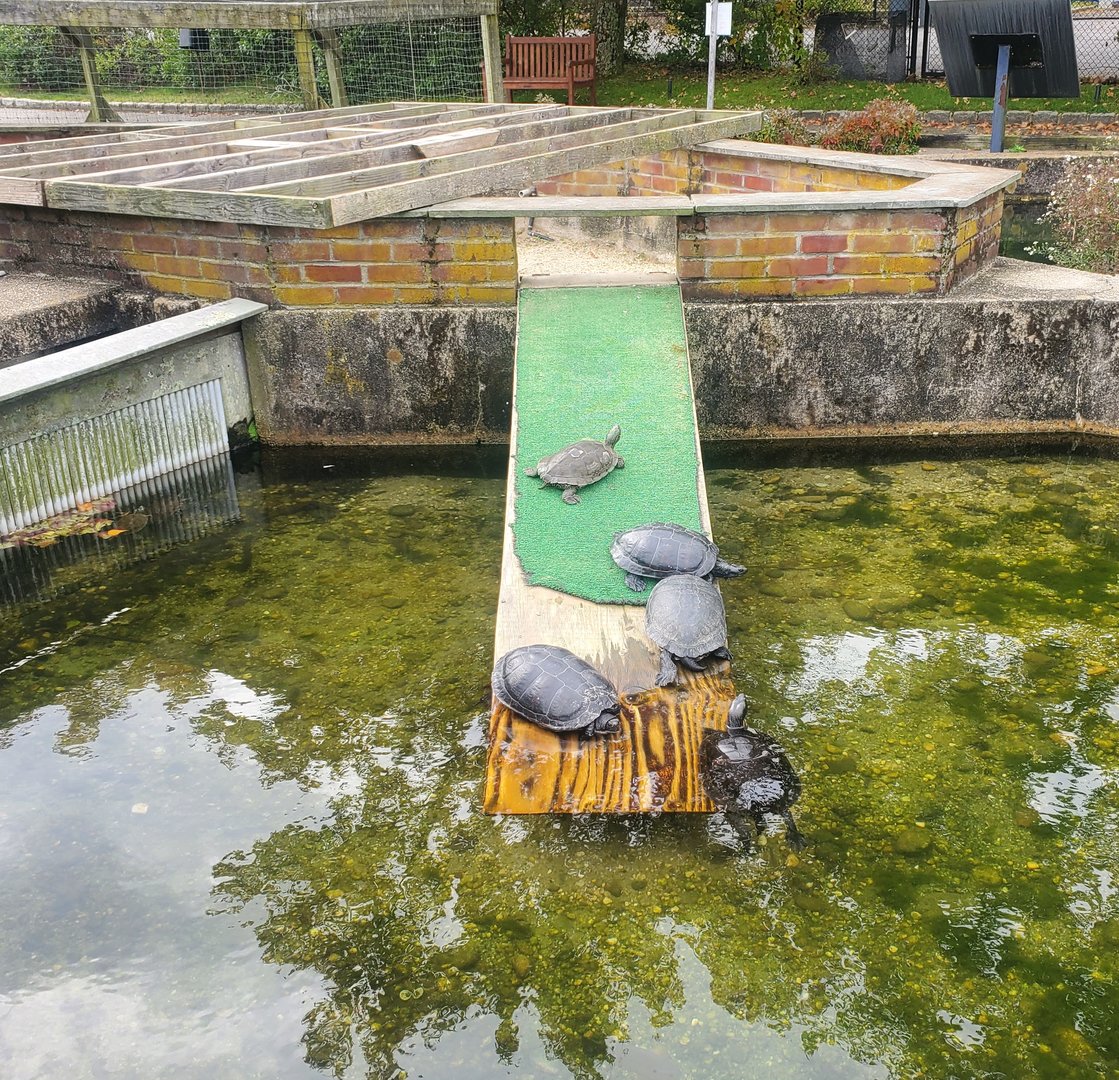 Cold Spring Harbor Fishery & Aquarium - Various turtles chilling out