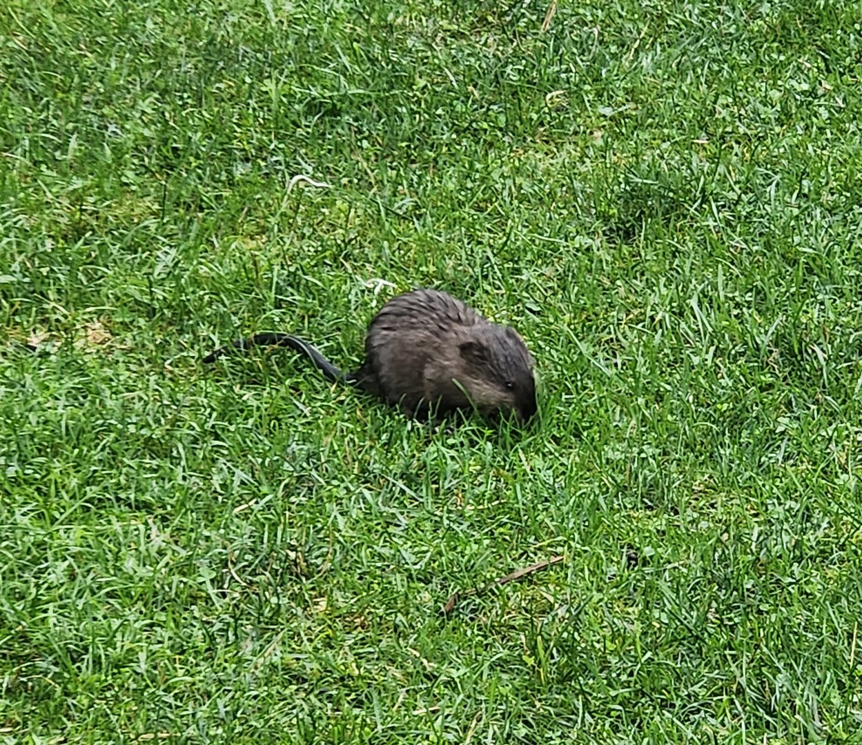 Cold Spring Harbor Fishery & Aquarium - Wild Muskrat on grounds