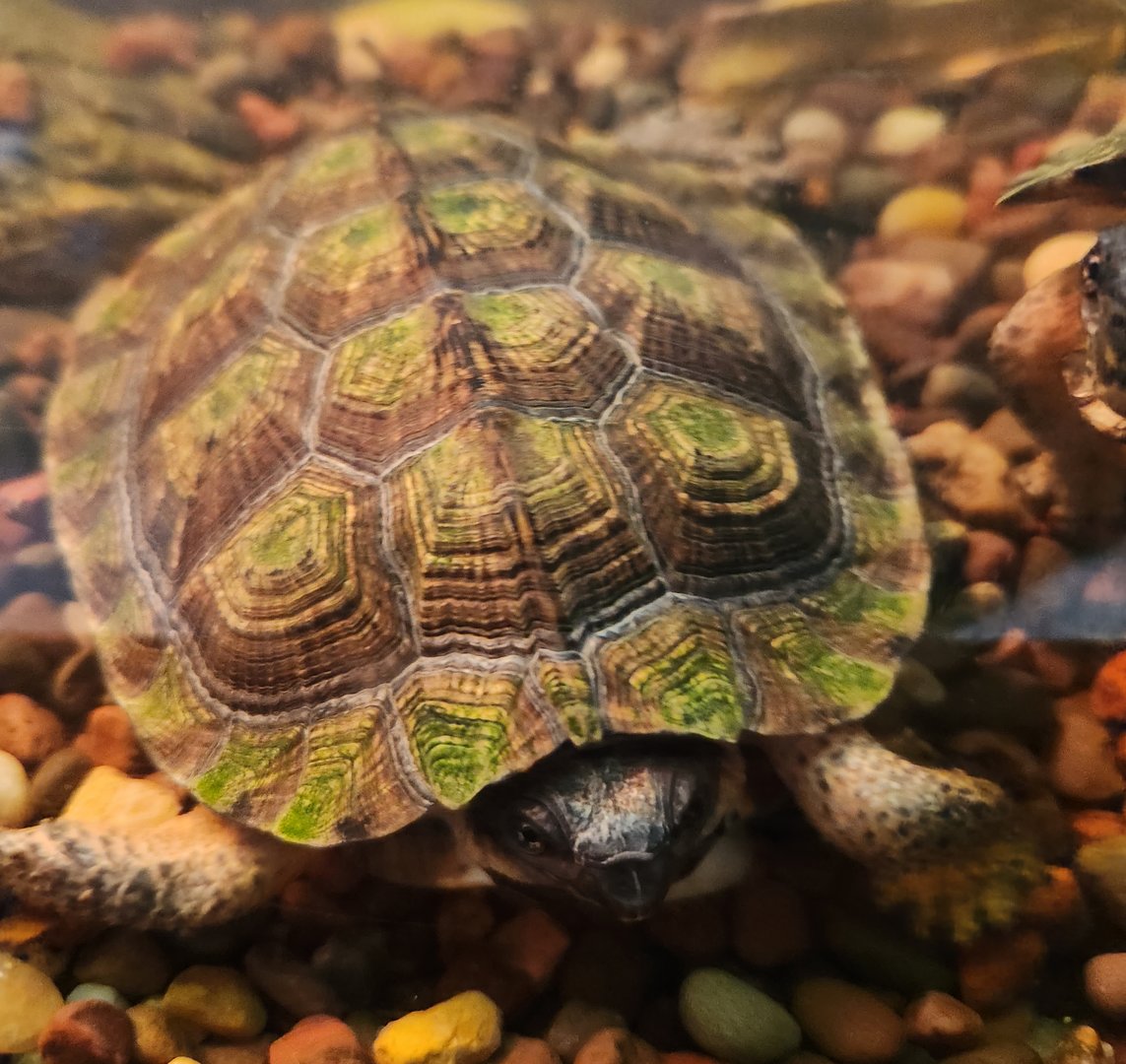 Cold Spring Harbor Fishery & Aquarium - Wood Turtle