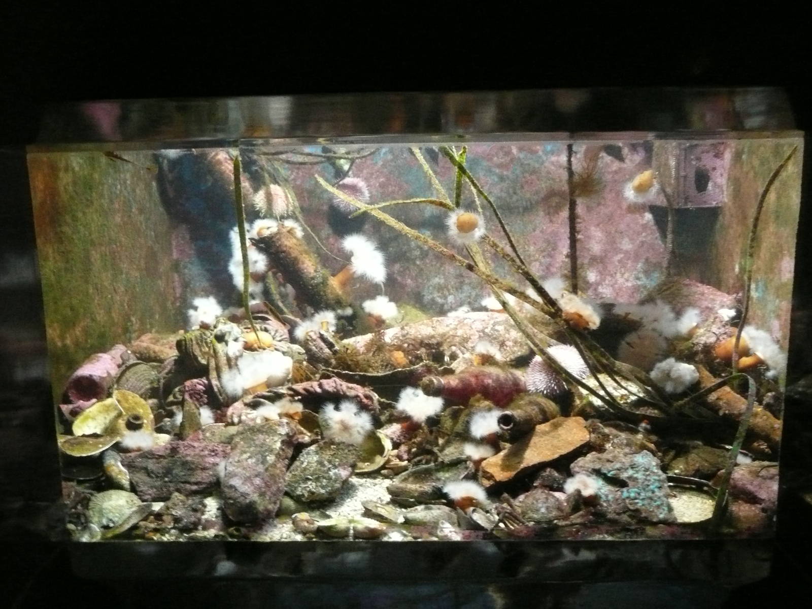 Cold-water marine invertebrates