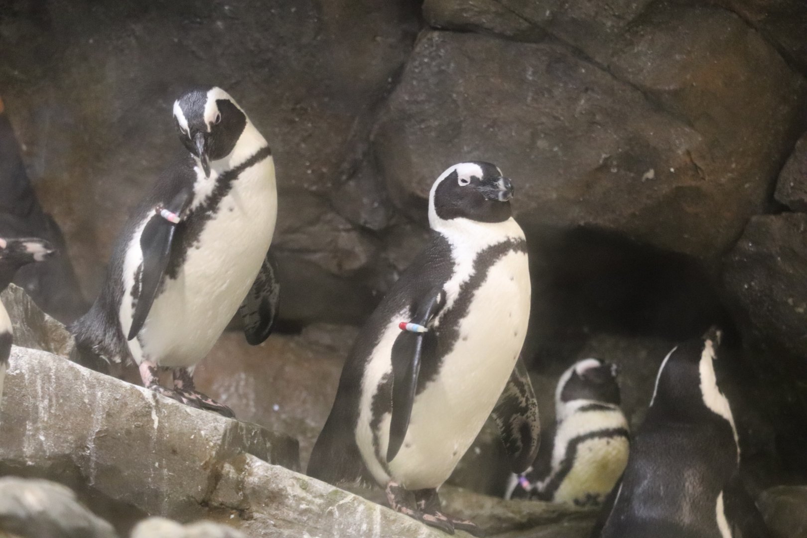 Cold Water Quest - African Penguin