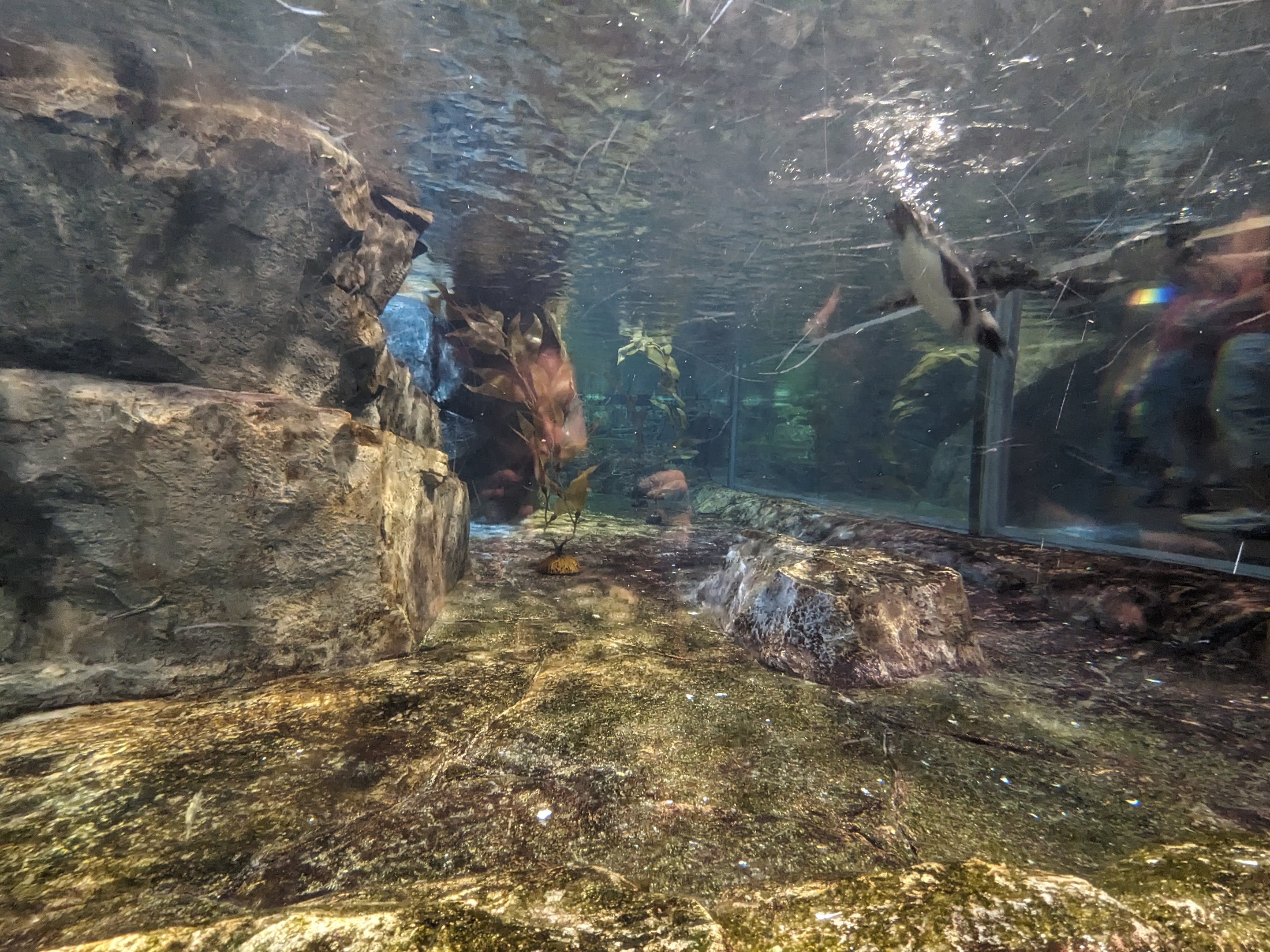 Cold Water Quest - African penguins