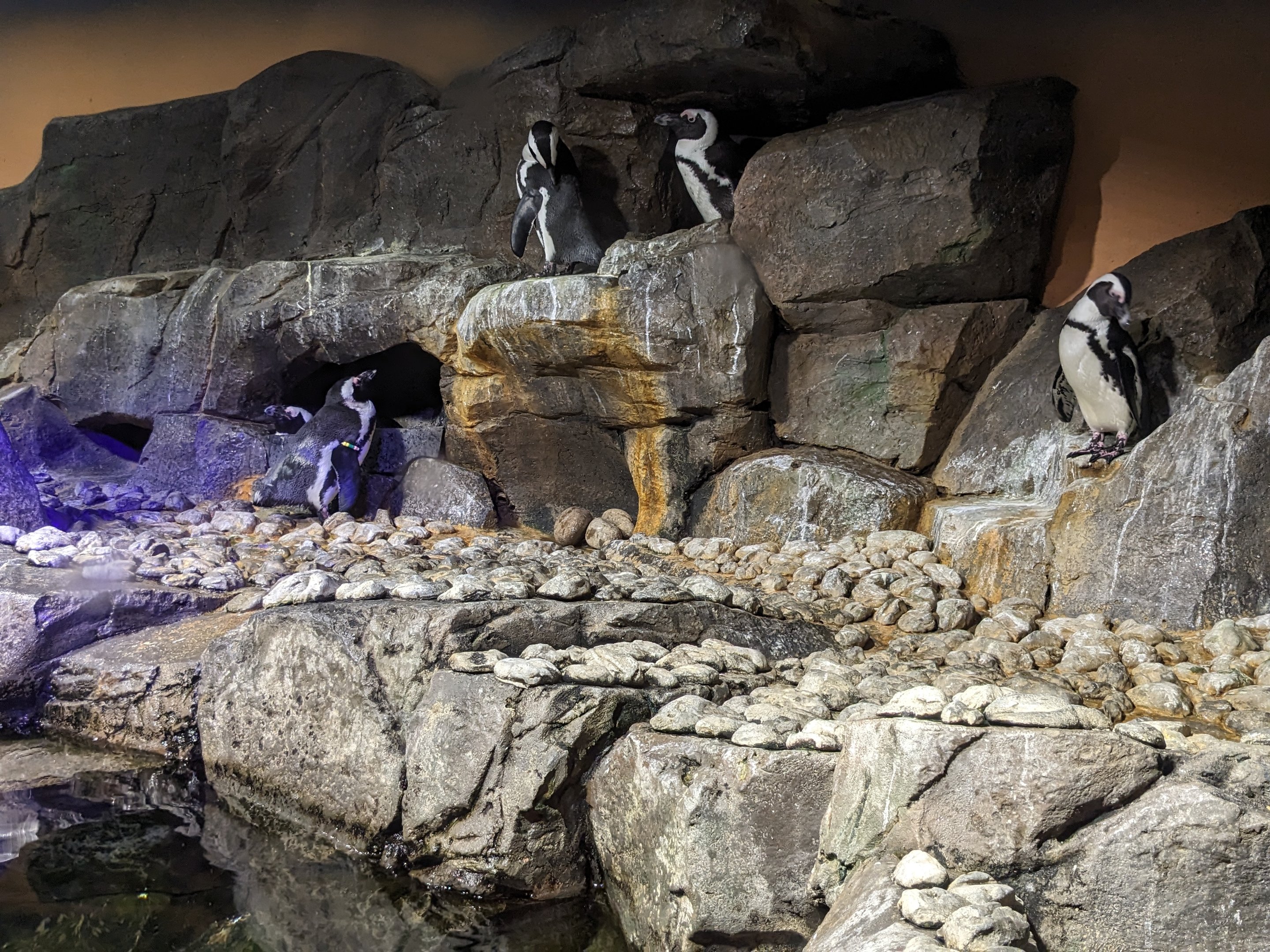 Cold Water Quest - African penguins