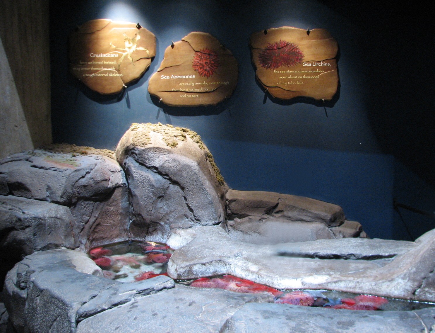 Cold Water Quest - Anemone Touch Pool