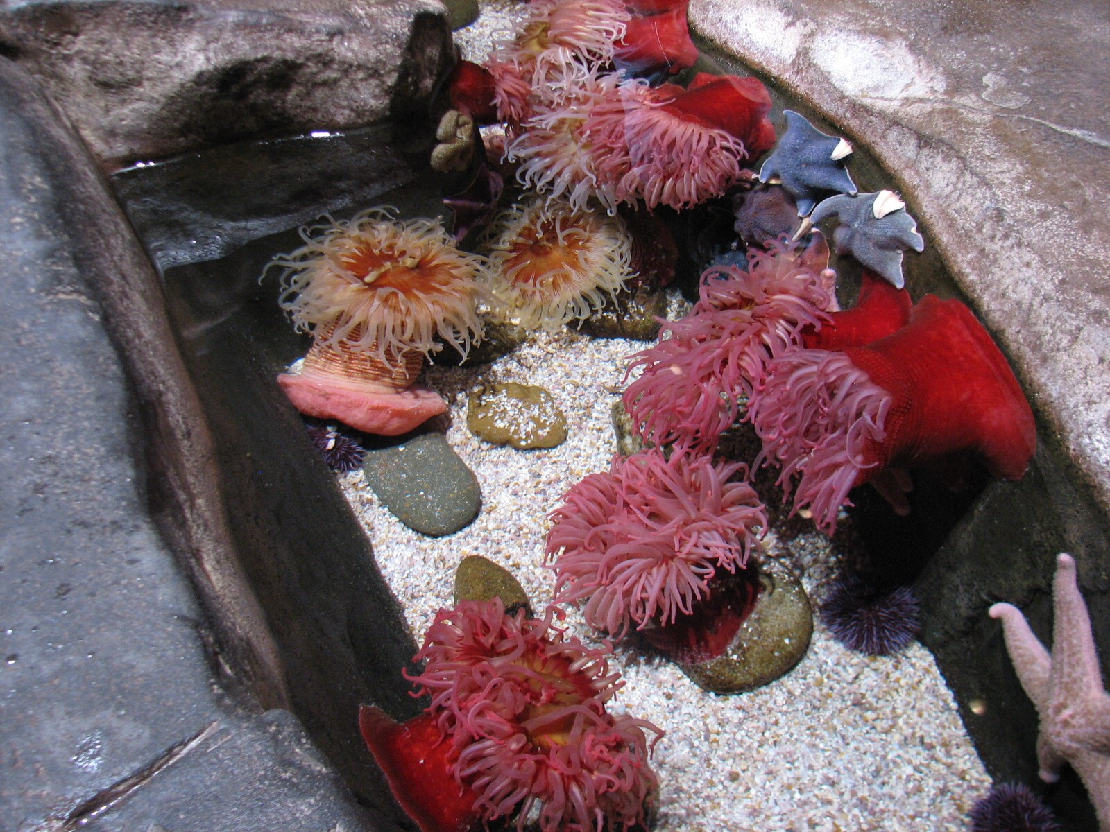 Cold Water Quest - Anemones