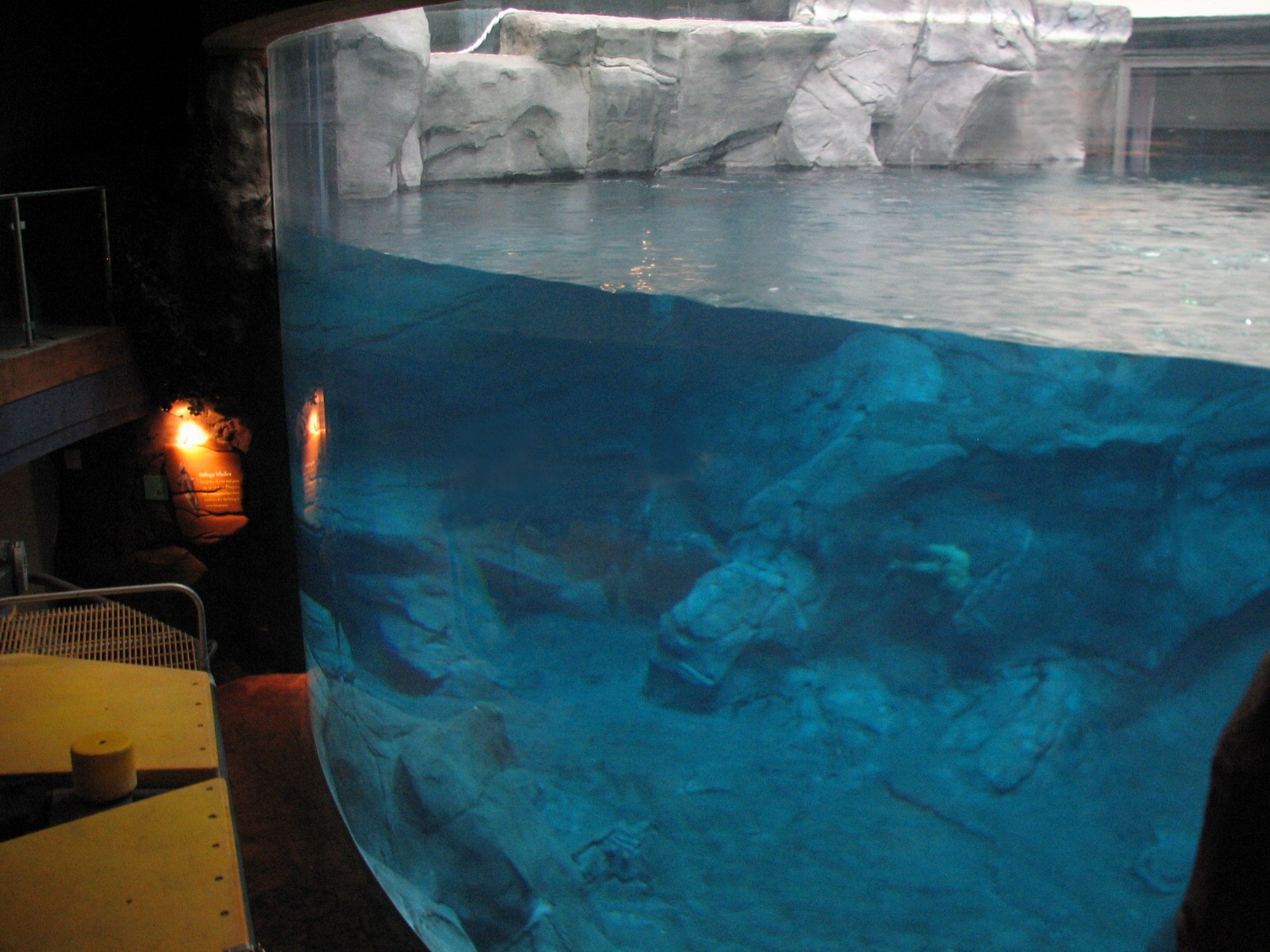 Cold Water Quest - Beluga Whale Exhibit