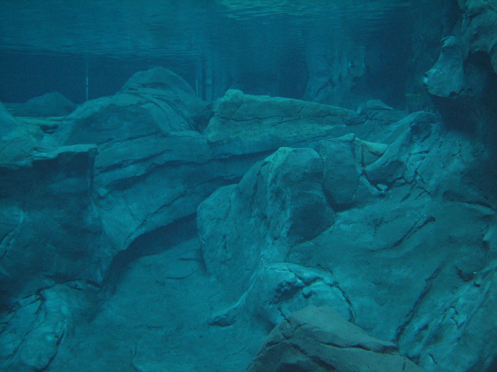 Cold Water Quest - Beluga Whale Exhibit