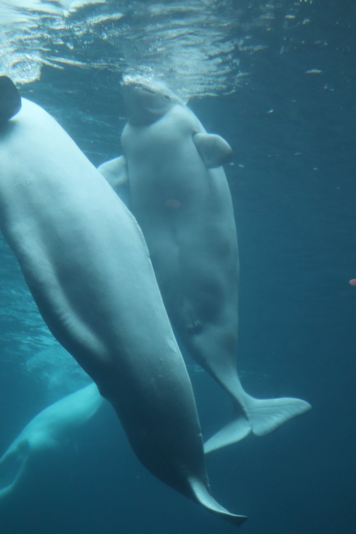 Cold Water Quest - Beluga Whale