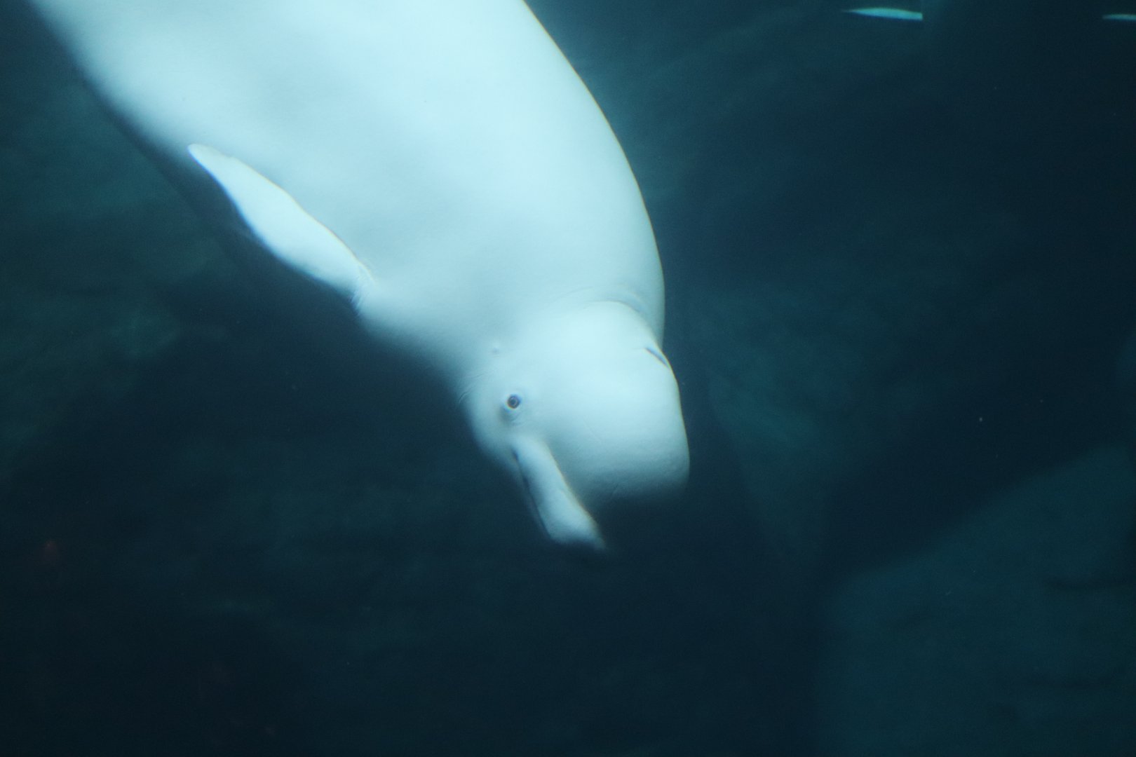Cold Water Quest - Beluga Whale