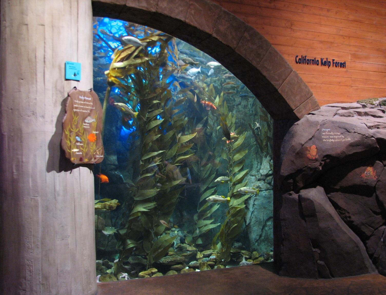 Cold Water Quest - California Kelp Forest Exhibit