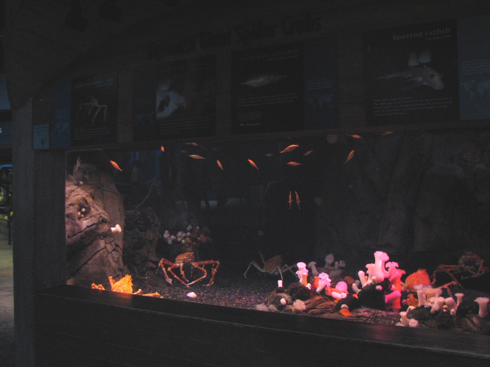 Cold Water Quest - Japanese Giant Spider Crab Exhibit