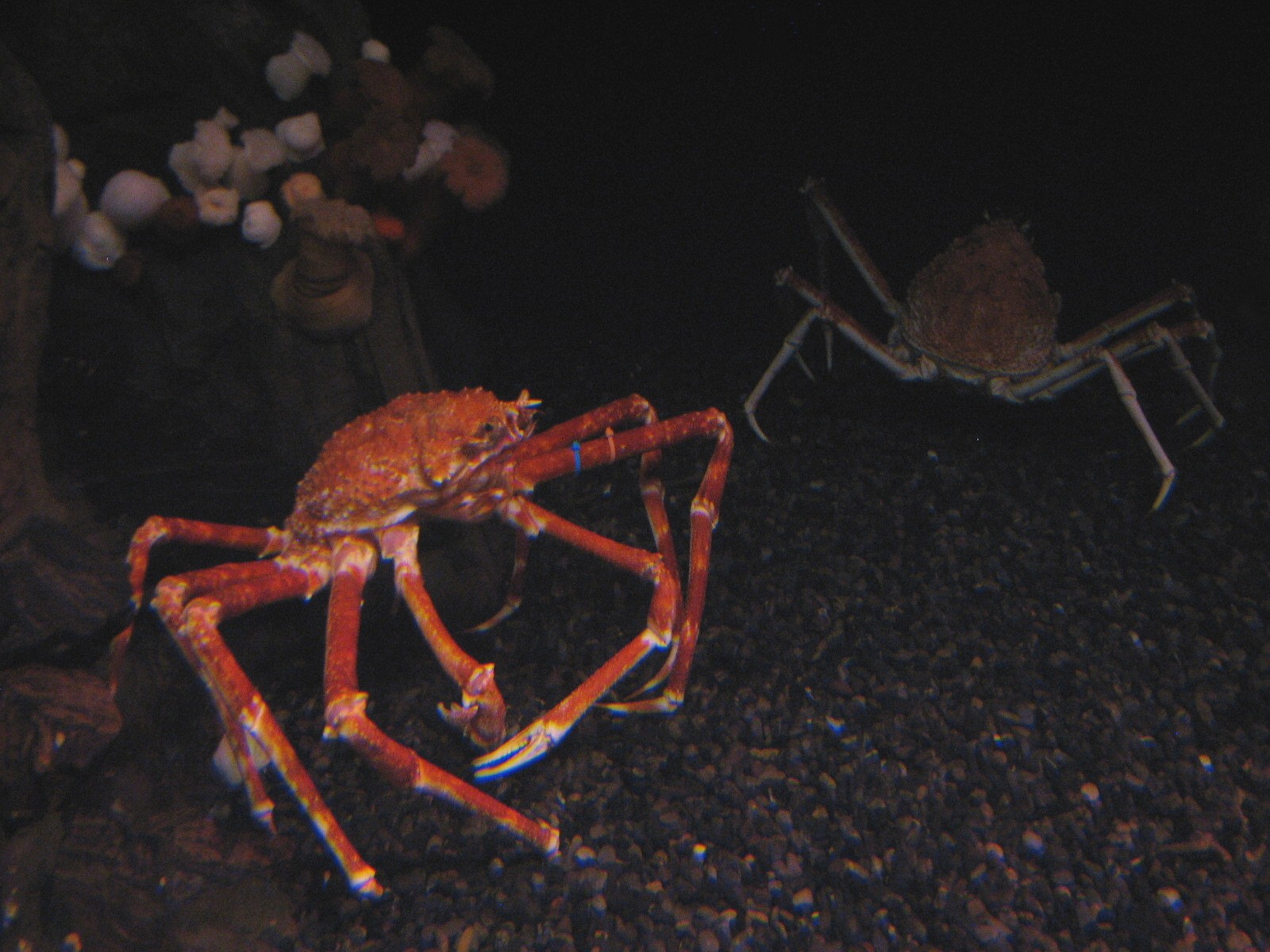 Cold Water Quest - Japanese Giant Spider Crabs