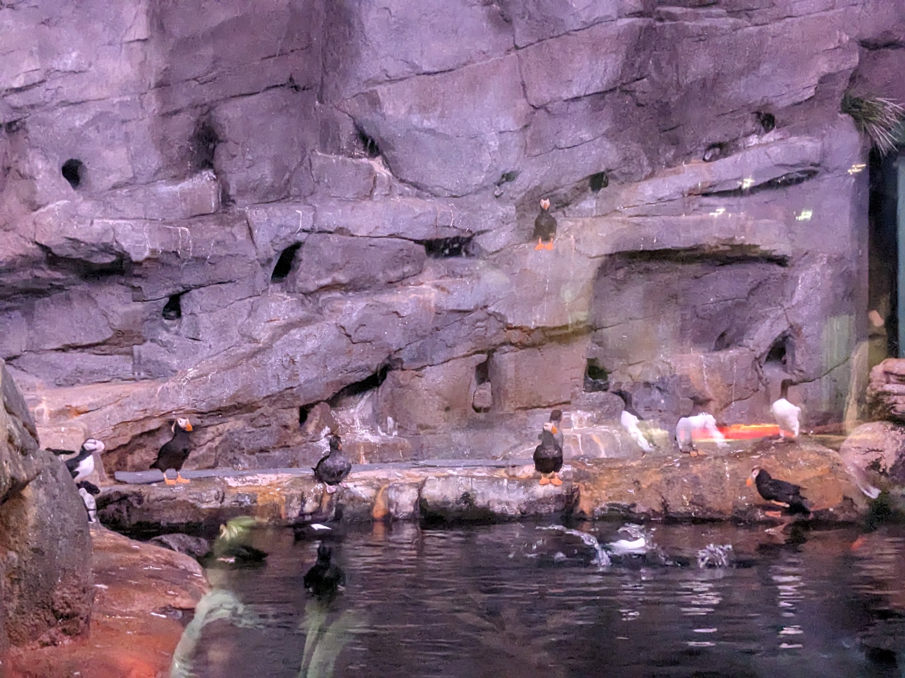 Cold Water Quest - Puffin above water view