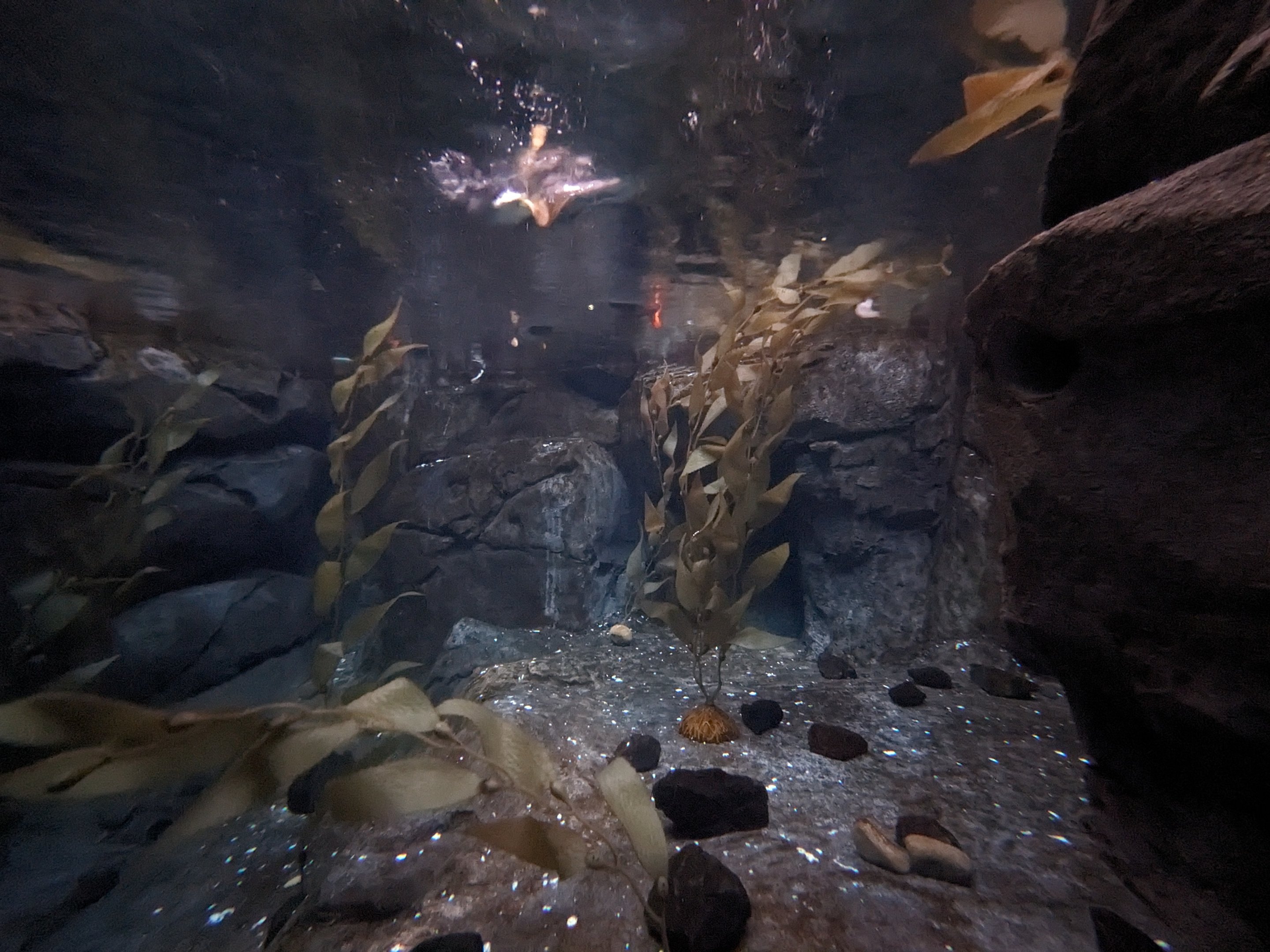 Cold Water Quest - Puffin water view