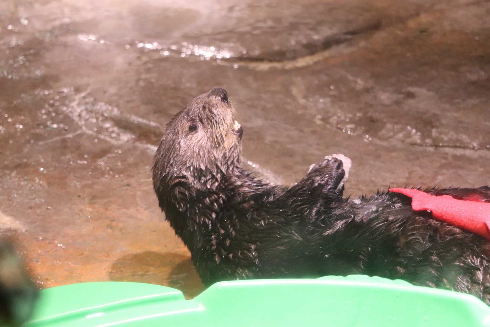 Cold Water Quest - Southern Sea Otter