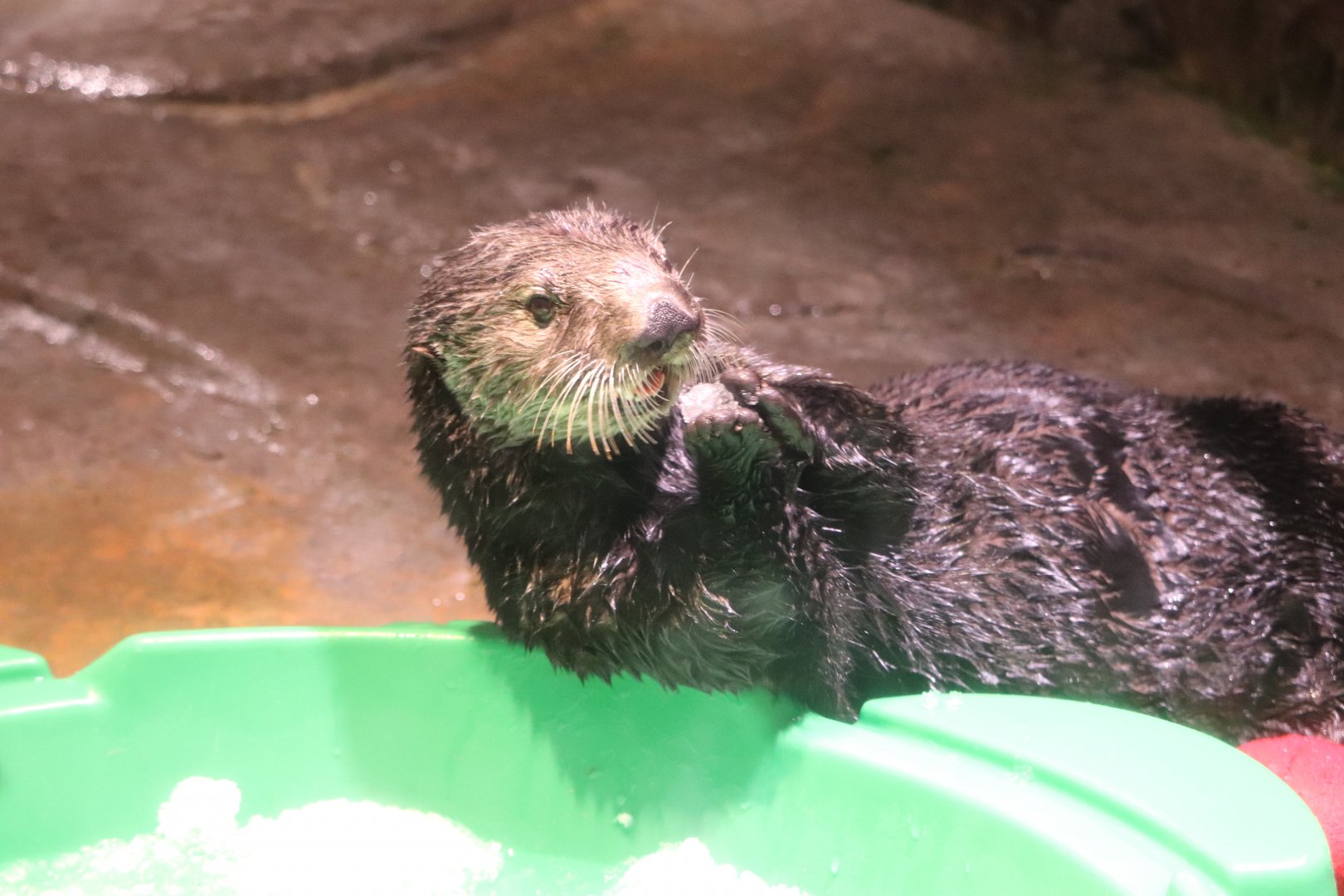 Cold Water Quest - Southern Sea Otter