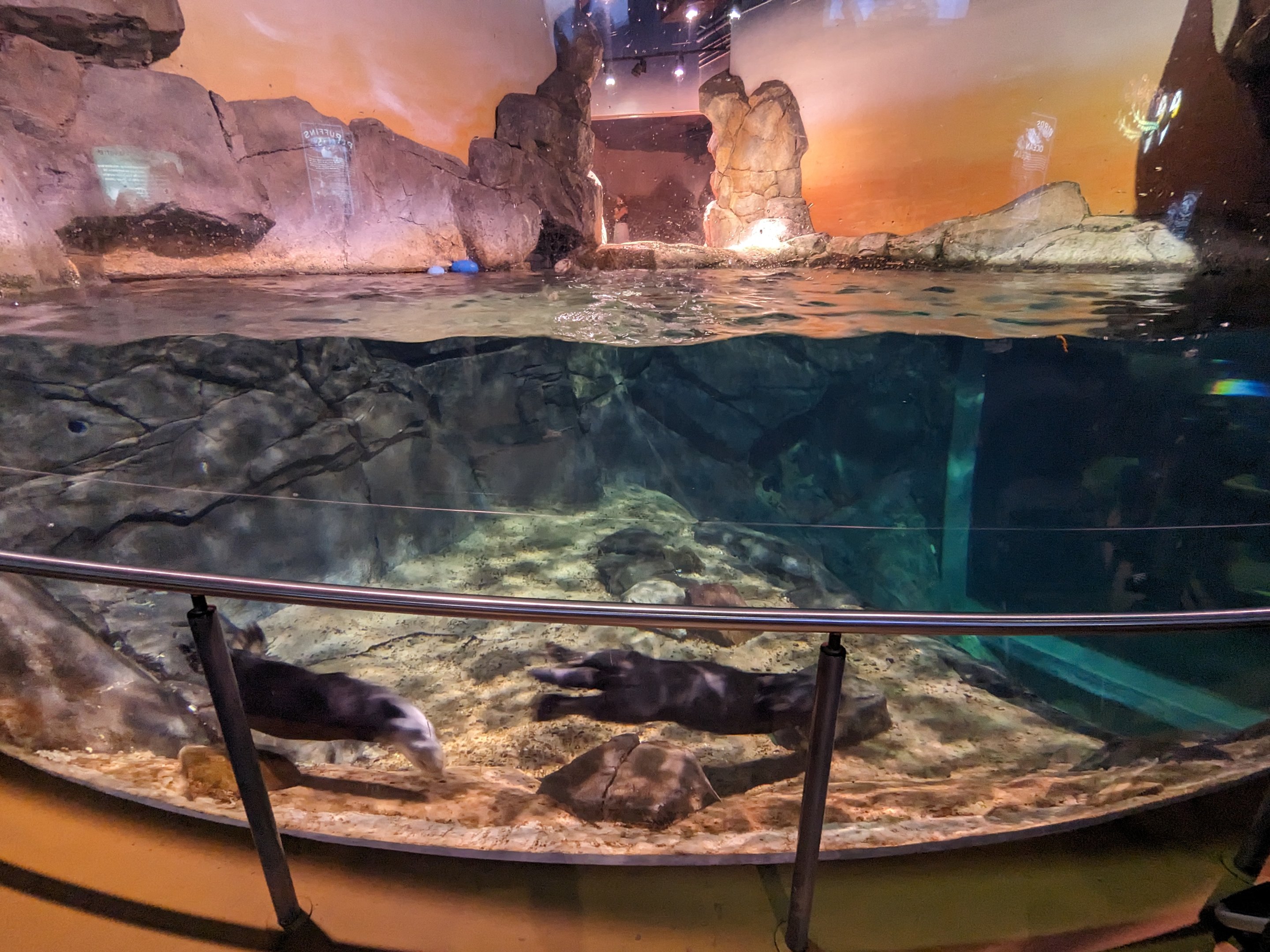 Cold Water Quest - Southern sea otters