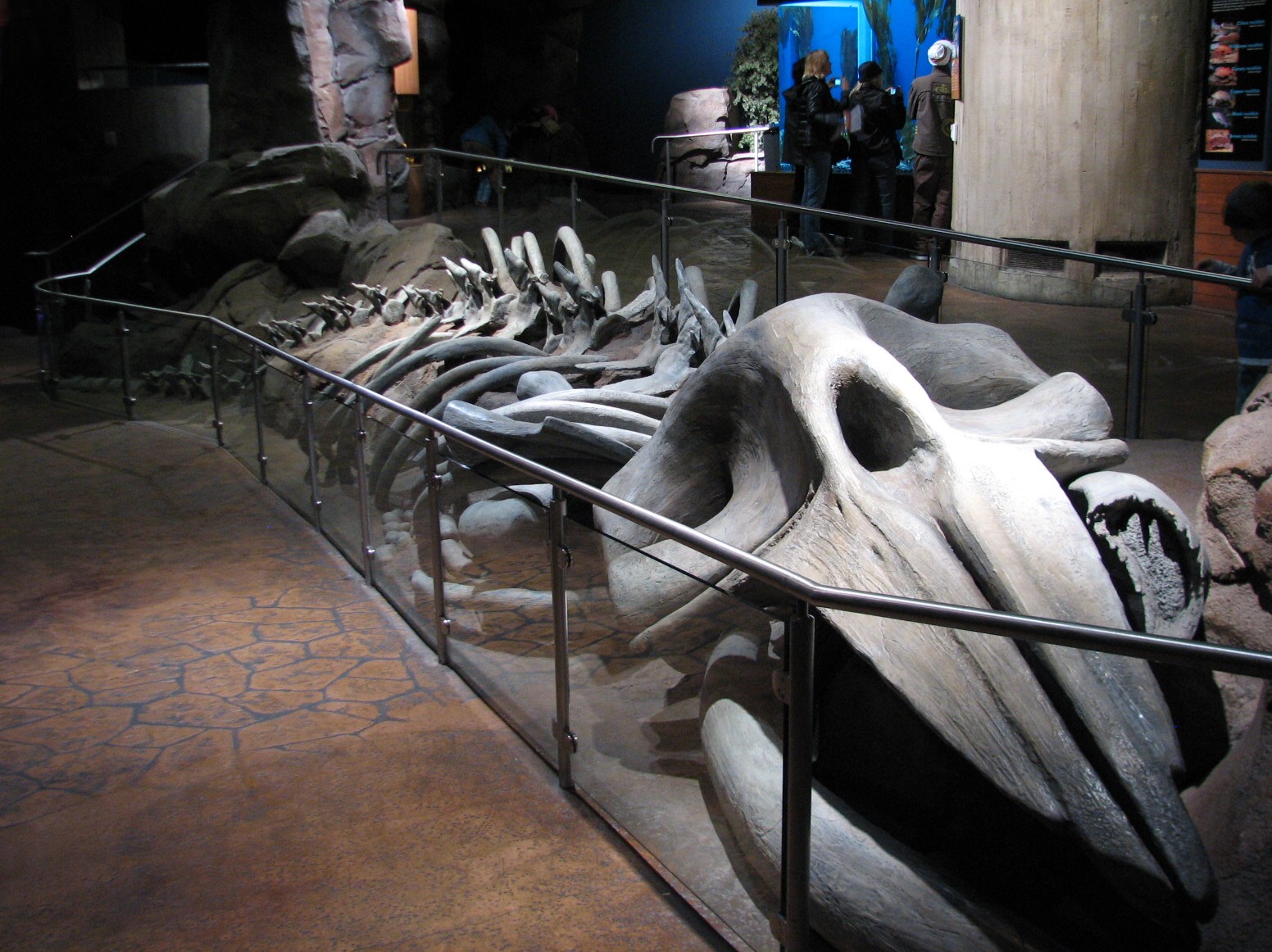 Cold Water Quest - Whale Skeleton