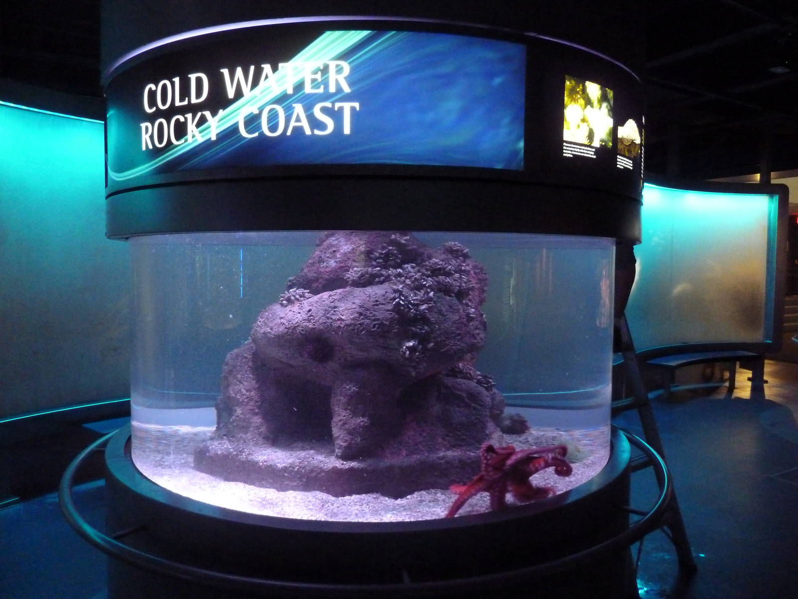 Cold Water Rocky Coast Exhibit