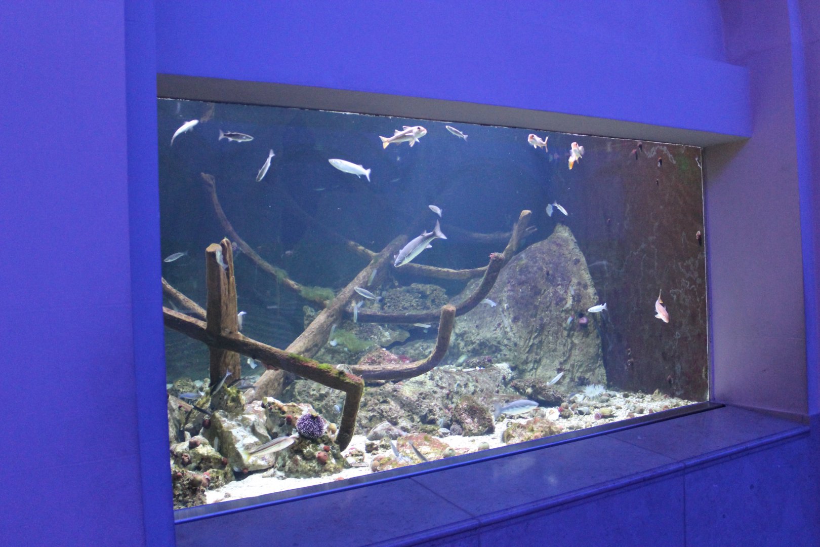 Cold-water sea-aquarium