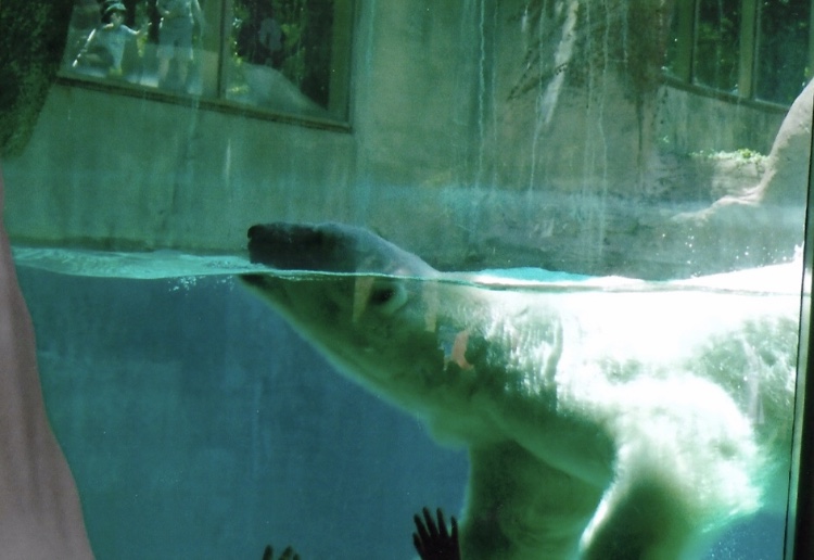 Coldilock the polar bear 2015
