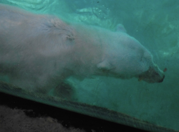 Coldilock the polar bear 2015