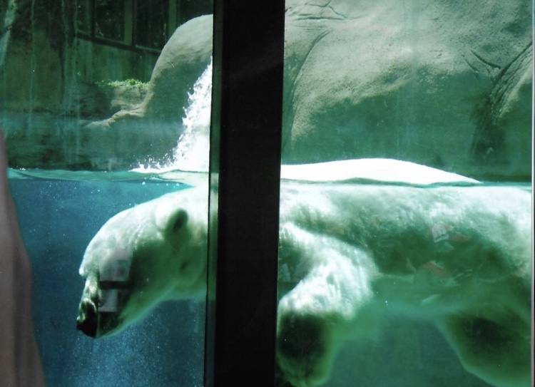 Coldilock the polar bear 2015