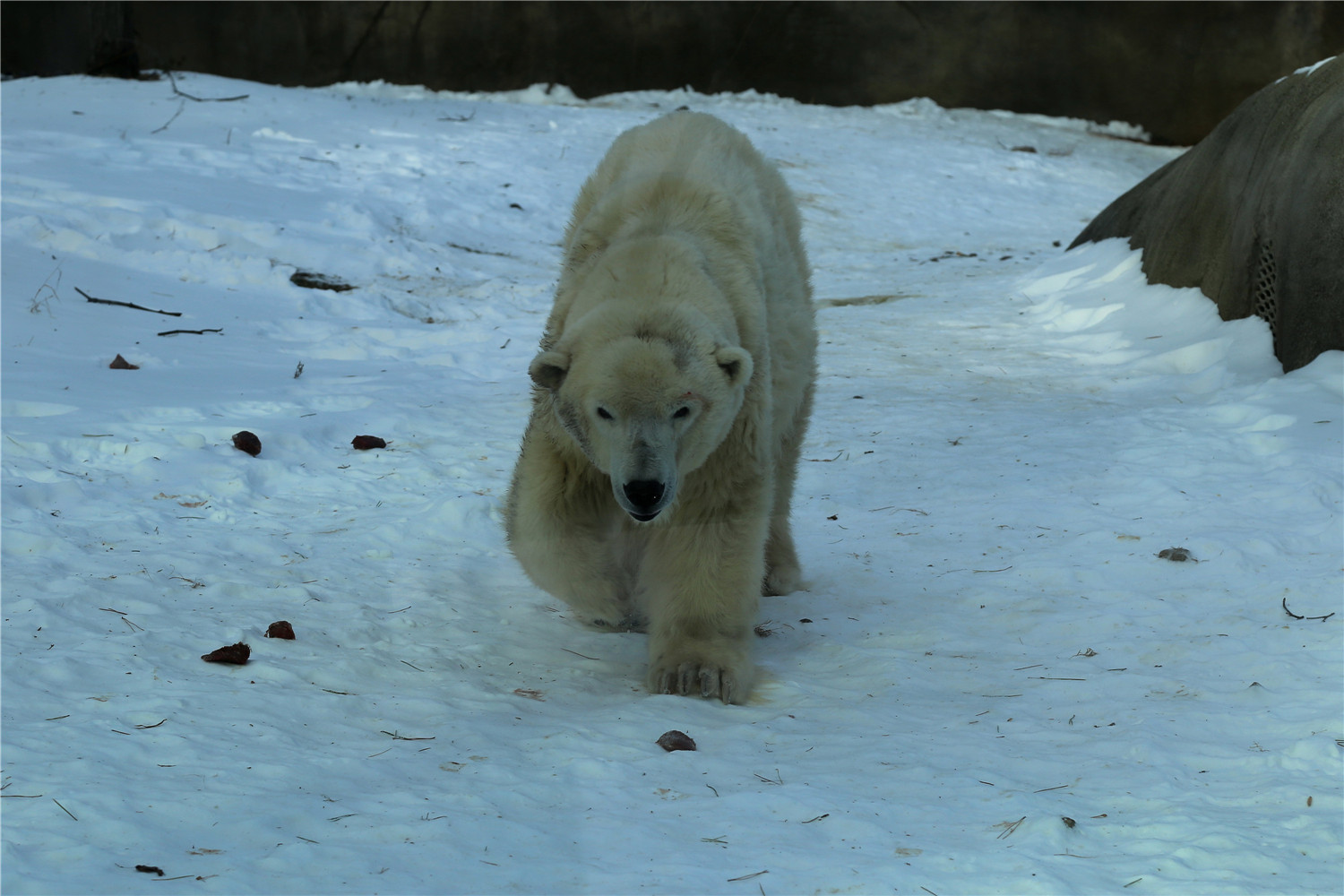 Coldilocks gets a Snowy Day