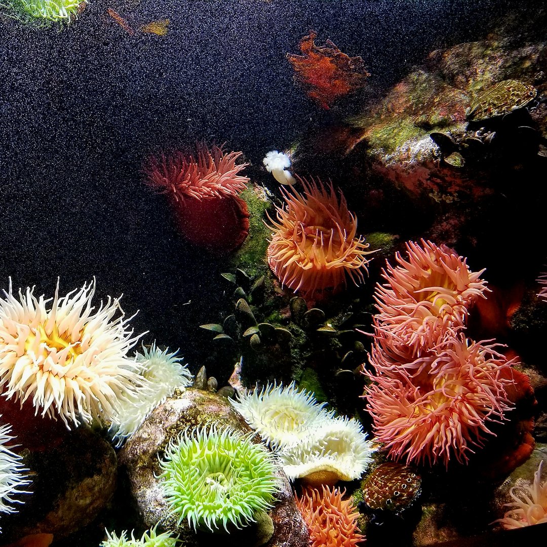 Coldwater Anemones