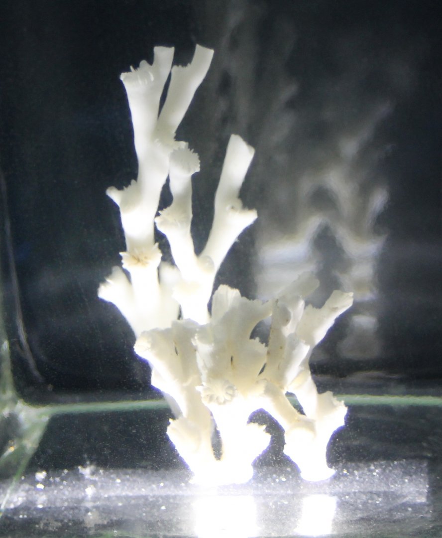 Coldwater coral - Lophelia pertusa