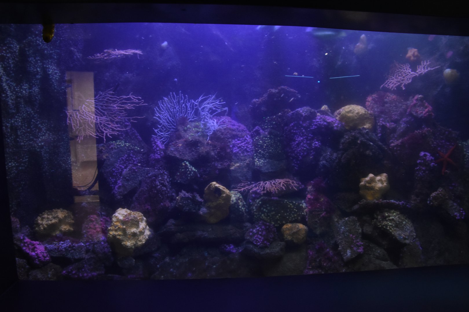 Coldwater coral tank