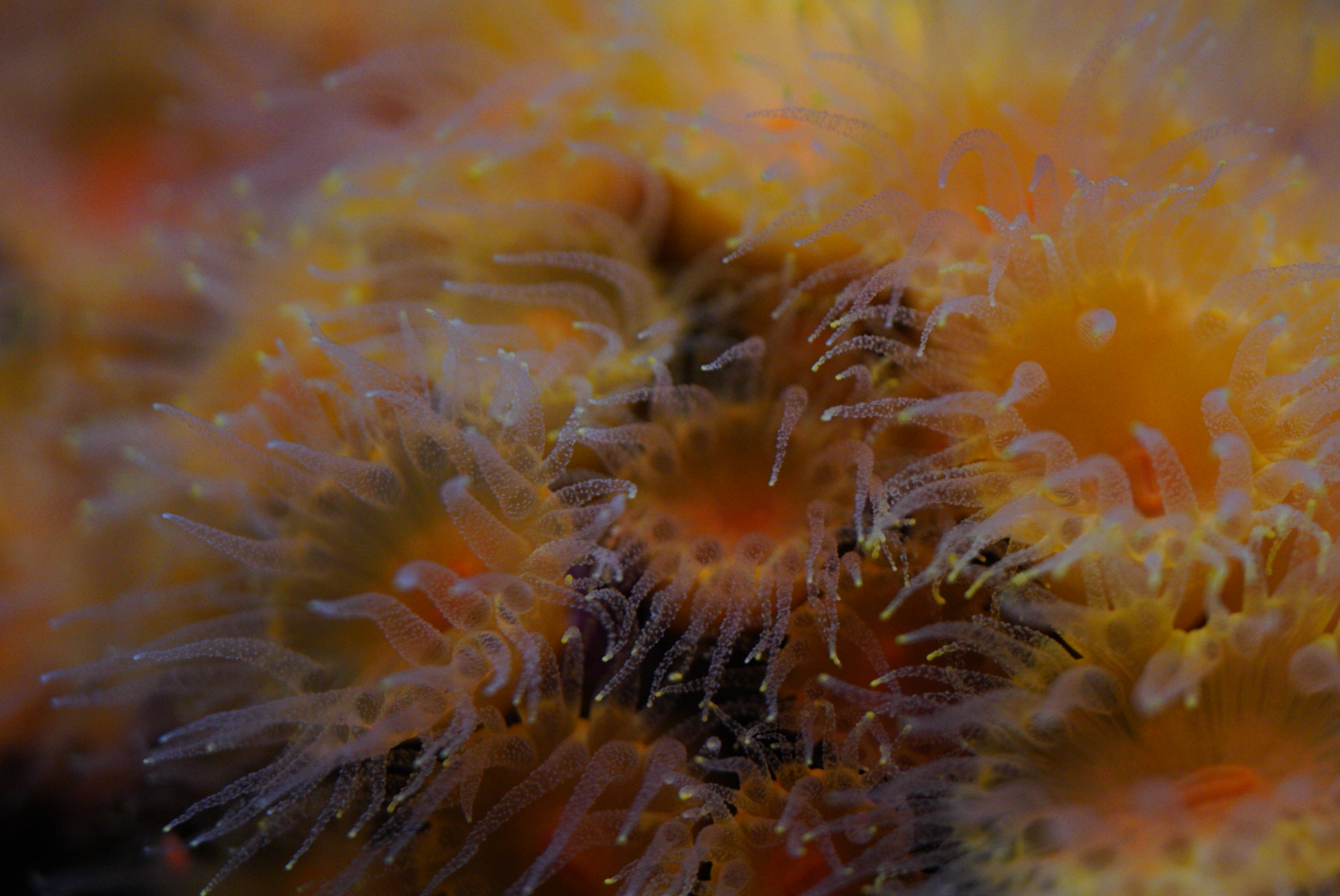 Coldwater Orange Cup Coral