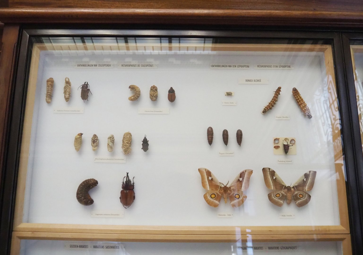 Coleoptera and Lepidoptera development display, 2021-10-20