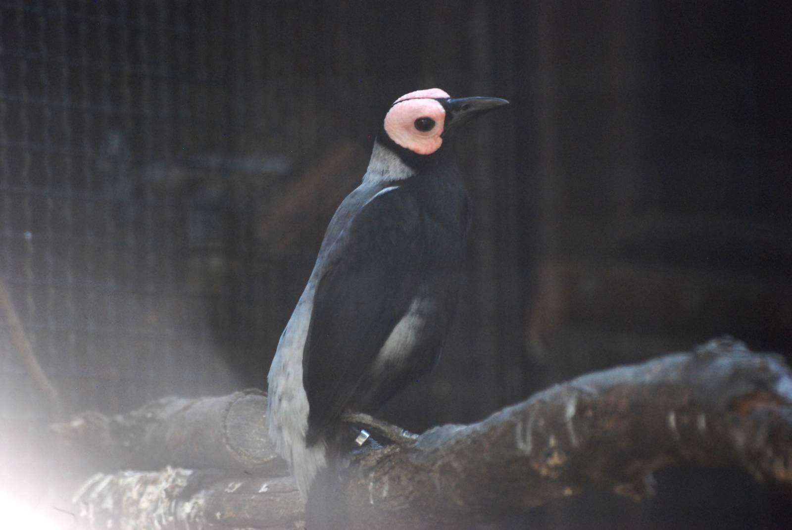 Coleto at Prague, 25/08/12