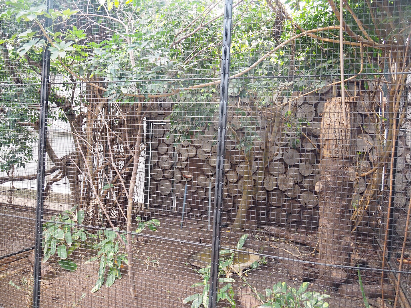 Coleto aviary, 2022-08-28